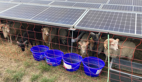 sheeps at solar power plant